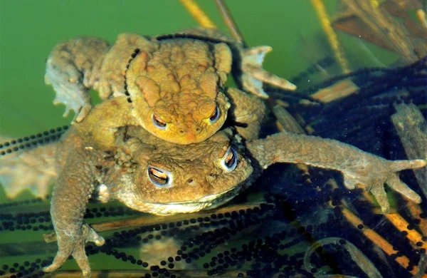 Many frogs during mating in water