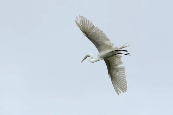 Ângulo Baixo Tiro Belo Branco Oriental Grande Egret Voando Céu — Fotografia de Stock