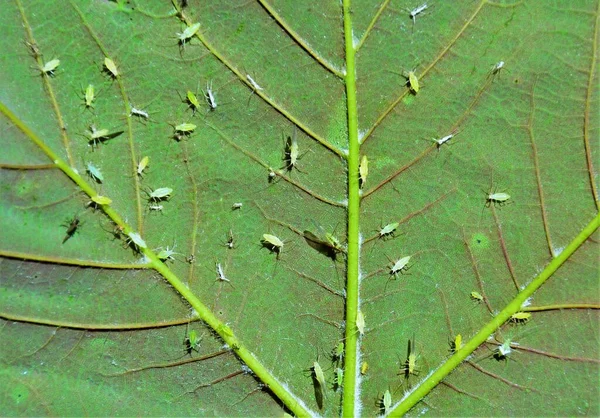叶背上有许多有害的阿菲多思昆虫 — 图库照片