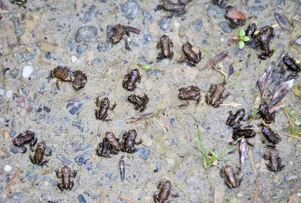 Många Små Grodor Marken — Stockfoto