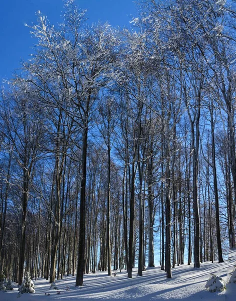 Eine Vertikale Aufnahme Der Kahlen Bäume Einem Schönen Schneebedeckten Wald — Stockfoto