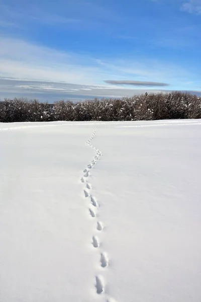 Uma Imagem Vertical Trilhas Cervos Neve Contra Floresta Durante Dia — Fotografia de Stock