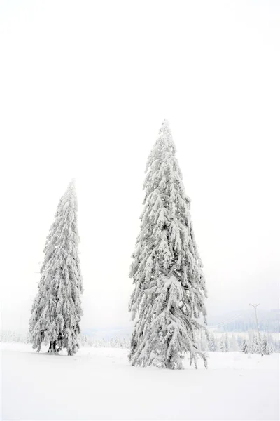 Sisli Bir Kış Gününde Karla Kaplı Uzun Ladin Ağaçları — Stok fotoğraf