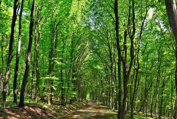 森林里被许多树木环绕的小径上美丽的风景 — 图库照片
