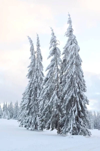 Les Grands Épinettes Couverts Neige Dans Forêt Hiver — Photo