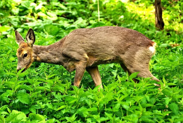 草を食べながら立っているイクラの鹿のショット — ストック写真