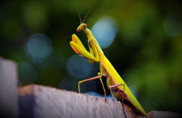 Green Mantis Religiosa Insect — Stock Photo, Image