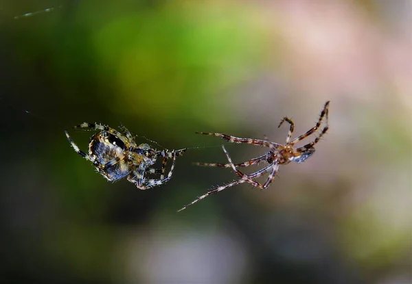 Hane Och Kvinnlig Spindel Nätet — Stockfoto