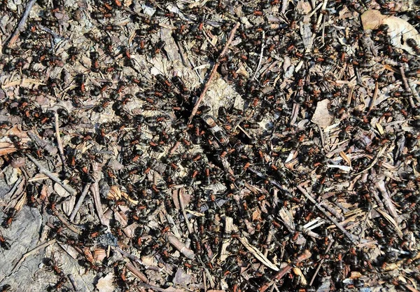 Colony Ants Ground — Stock Photo, Image