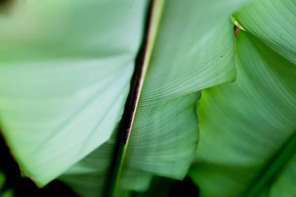 Egy Közeli Felvétel Friss Zöld Növényekről Homályos Háttérrel — Stock Fotó