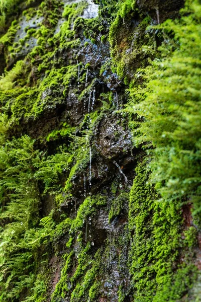 Vertikální Záběr Krásného Vodopádu Obklopeného Zelení Havaji — Stock fotografie