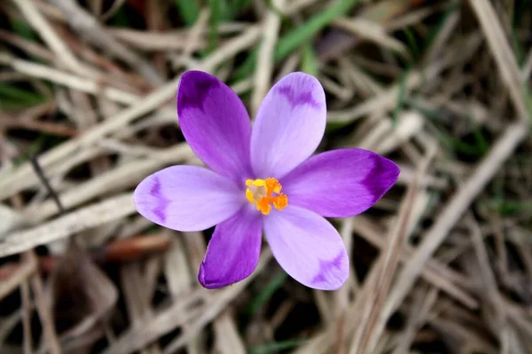 Μια Επιλεκτική Φωτογραφία Ενός Μικρού Μοβ Λουλουδιού Κρόκου — Φωτογραφία Αρχείου
