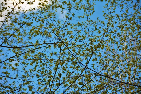 Низкий Угол Снимка Ветвей Деревьев Зелеными Листьями Ясным Голубым Небом — стоковое фото