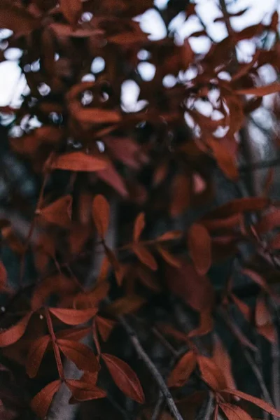 Primer Plano Las Hojas Rojas Otoño Las Ramas Árbol —  Fotos de Stock