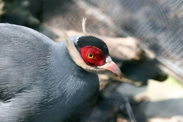 Selektivní Záběr Divokého Modroušeného Bažanta — Stock fotografie