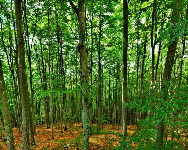 Hög Vinkel Skott Hundratals Vackra Gröna Träd Skog Fångas Solig — Stockfoto