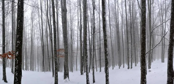 Широкий Снимок Сотен Голых Деревьев Пойманных Красивом Заснеженном Лесу — стоковое фото