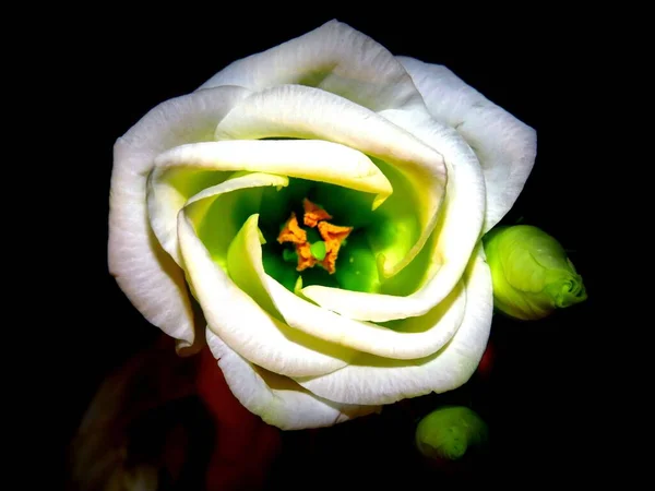 Plan Rapproché Une Tête Rose Blanche Sur Fond Noir — Photo