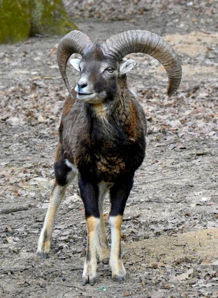 Een Verticaal Close Shot Van Een Wilde Geit Schaap — Stockfoto