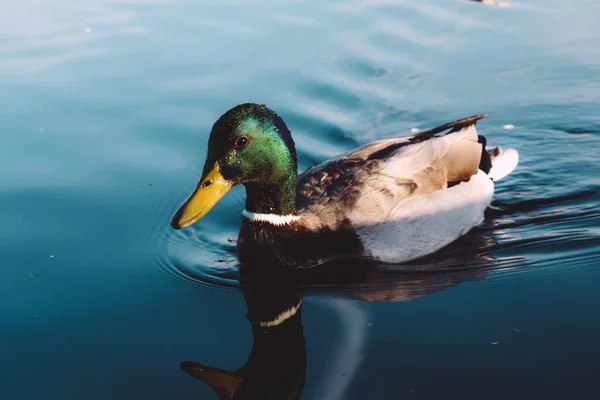 Eine Nahaufnahme Von Stockente Einem See — Stockfoto