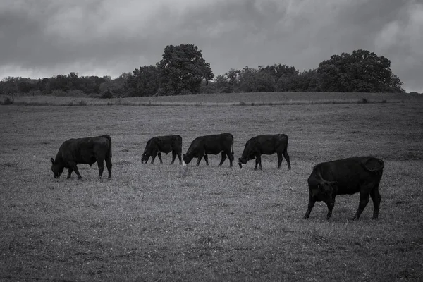 Een Grijswaarden Shot Van Een Kudde Etende Gras — Stockfoto