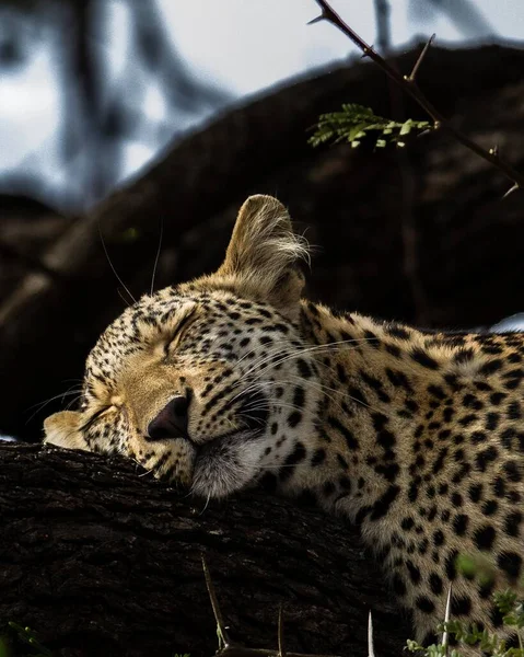 의나무 줄기에서 낮잠을 귀여운 치타의 — 스톡 사진