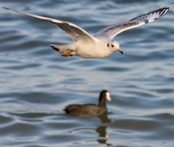 Cliché Oiseau Goéland Argenté Blanc Volant — Photo