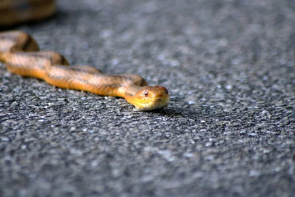 一只浅褐色和黄色的蛇在地上滑行的特写镜头 — 图库照片
