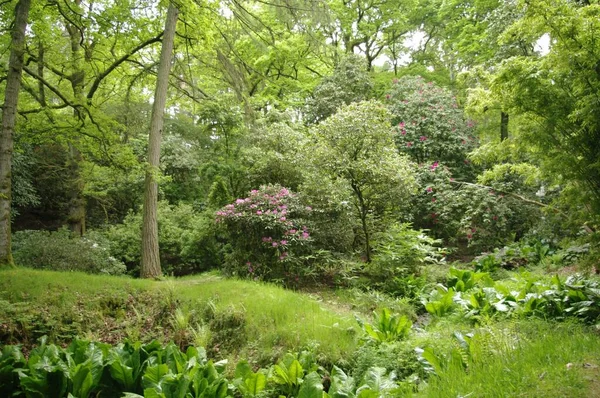 Une Forêt Verte Avec Grands Arbres Buissons Pendant Journée — Photo