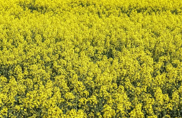 Bel Colpo Fiori Colza Giallo Brillante Nel Campo Sotto Cielo — Foto Stock