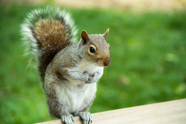 Esquilo Bonito Com Cauda Fofa Uma Madeira — Fotografia de Stock