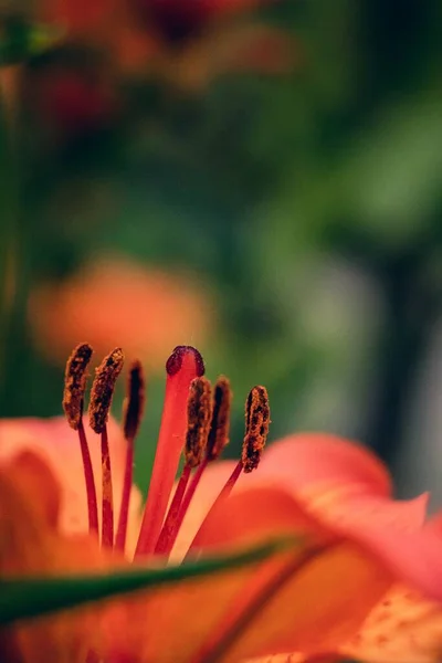 Flor Lirio Naranja Jardín — Foto de Stock