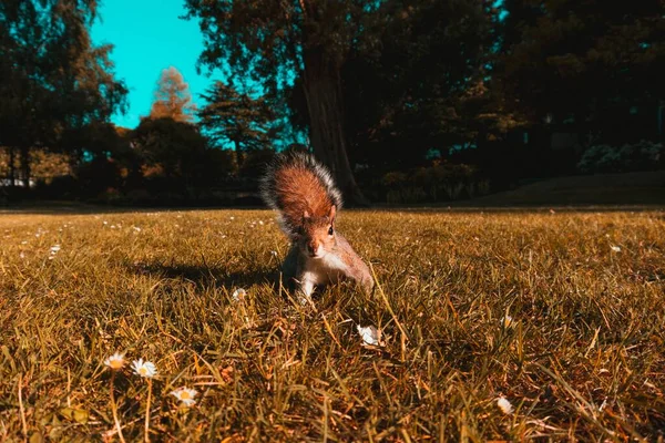 Piękne Ujęcie Brązowej Wiewiórki Polach — Zdjęcie stockowe