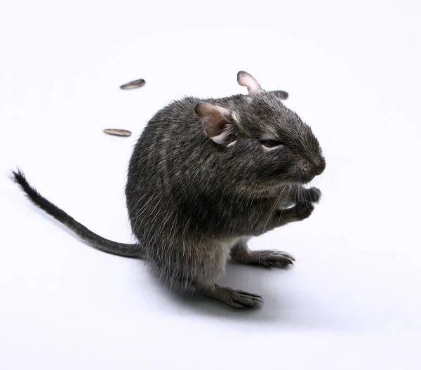 Closeup Portrait Cute Common Degu Octogon Degu Isolated White Background — Stock Photo, Image