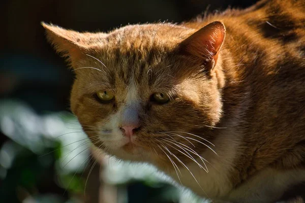 Colpo Fuoco Selettivo Gatto Zenzero Marrone Con Occhi Gialli — Foto Stock