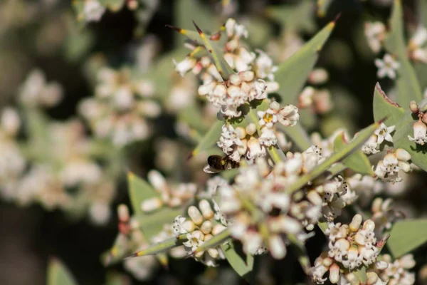 Mise Point Sélective Une Abeille Sur Une Petite Fleur Blanche — Photo