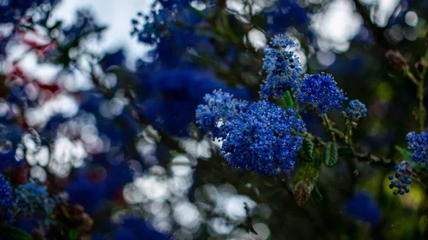 Enfoque Selectivo Una Flor Azul Lila California Con Fondo Borroso — Foto de Stock