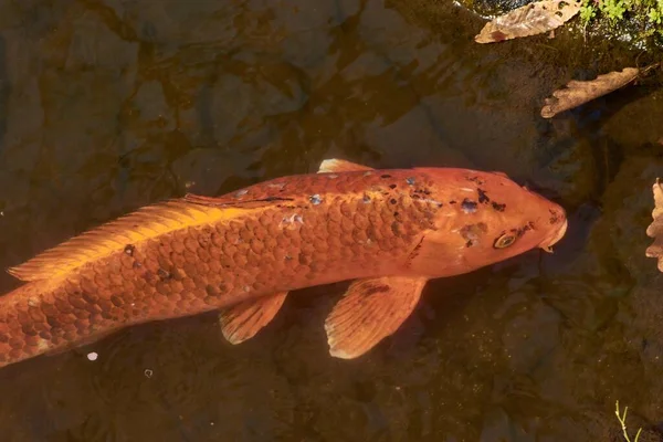Nahaufnahme Eines Orangefarbenen Japanischen Köders Einem Fluss — Stockfoto
