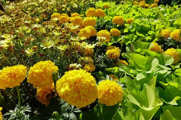 Las Flores Amarillas Patula Tagetes Día Soleado — Foto de Stock