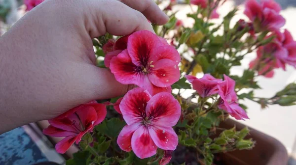 Primer Plano Hermosas Flores Geranio Rosa Una Olla Balcón Casa — Foto de Stock