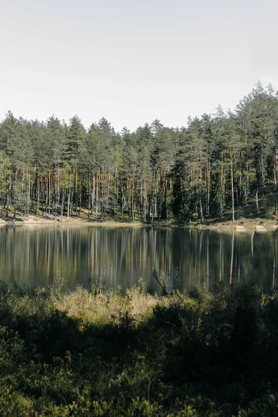 Vertikal Bild Höga Träd Reflektion Sjön Parken — Stockfoto