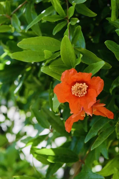 Plan Vertical Sélectif Une Fleur Cinquefoil Arbustif Orange Sur Buisson — Photo