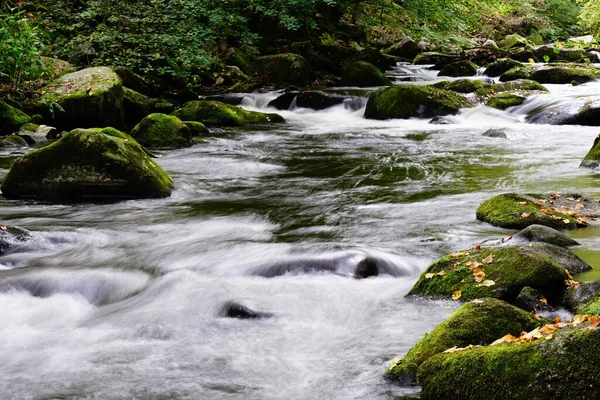 Bela Vista Rio Que Flui Por Uma Floresta — Fotografia de Stock