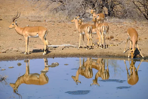 Tiro Bonito Antílopes Beber Água Lago Safari — Fotografia de Stock