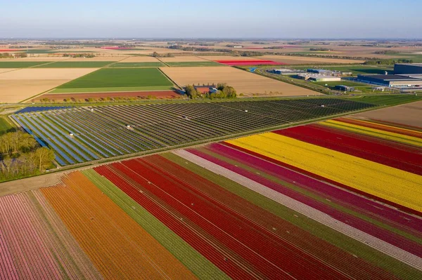 Een Antenne Opname Van Een Veld Van Tulp Bloemen Zonnepanelen — Stockfoto