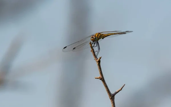 Selective Focus Shot Dragon Fly Stem — Stock Photo, Image