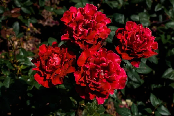 Belle Rose Che Crescono Nel Giardino — Foto Stock