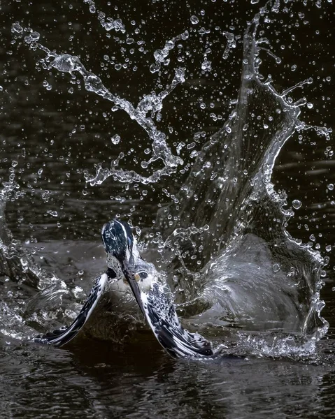 Vertikální Záběr Černo Bílého Ptáka Letícího Nad Jezerem Cákajícího Křídly — Stock fotografie