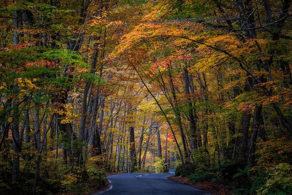 Beautiful Autumn Forest Scenery Aomori Prefecture Japan — Stock Photo, Image