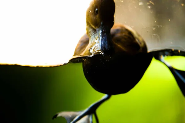 Une Prise Vue Sélective Canard Dans Eau — Photo